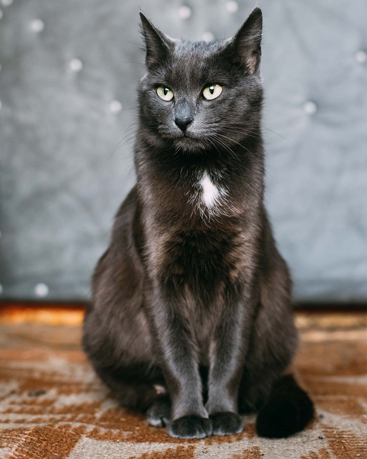 russian-blue-cat-kitten-resting-on-porch-of-an-old-2021-08-26-23-06-02-utc.jpg